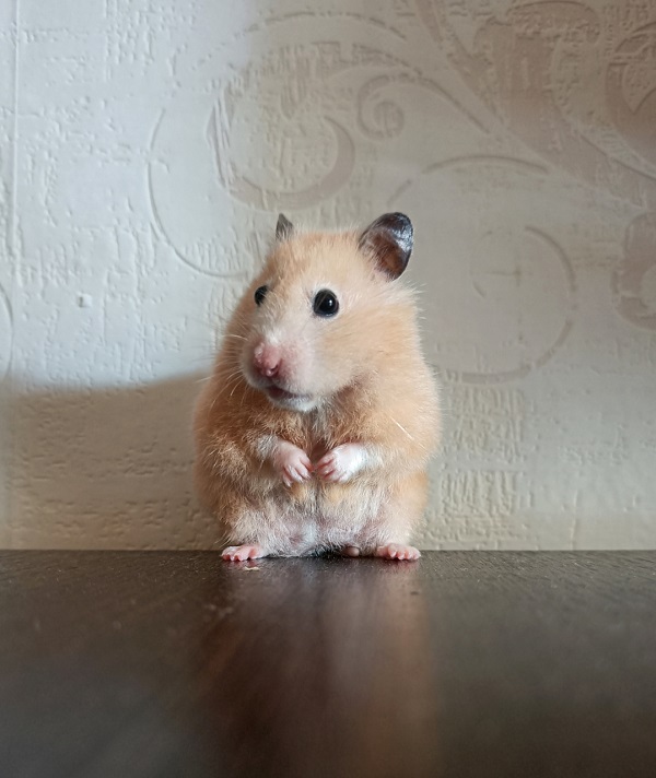 anh-chuot-hamster-1