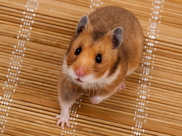 anh-chuot-hamster-12