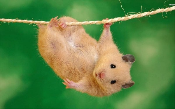 anh-chuot-hamster-15