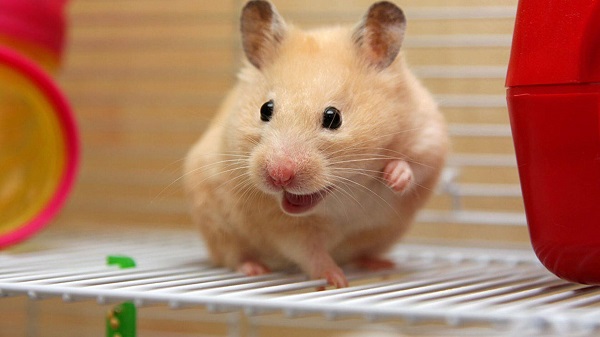 anh-chuot-hamster-2