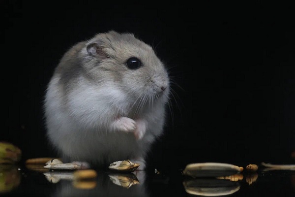 anh-chuot-hamster-3