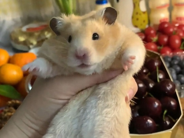 anh-chuot-hamster-8