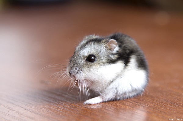 anh-chuot-hamster-9