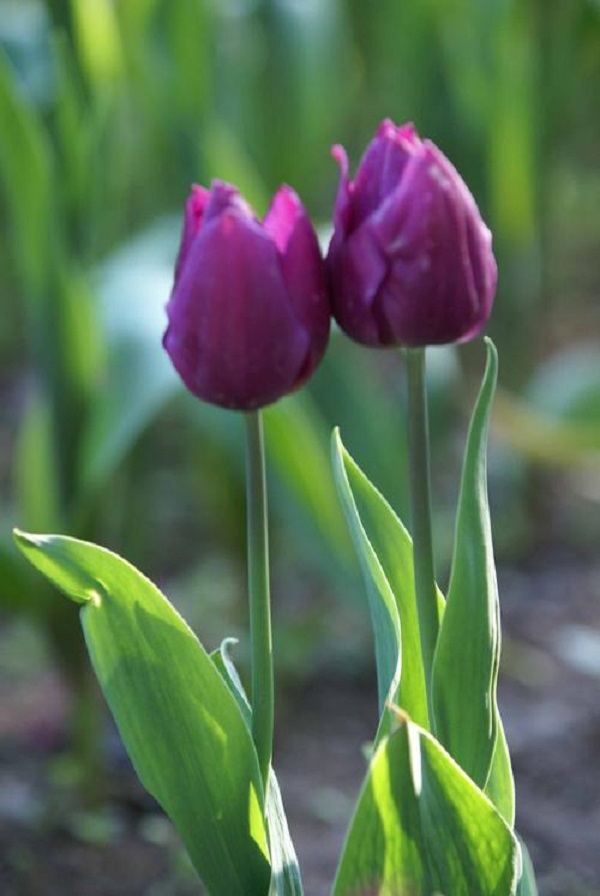 hoa-tulip-tim-3