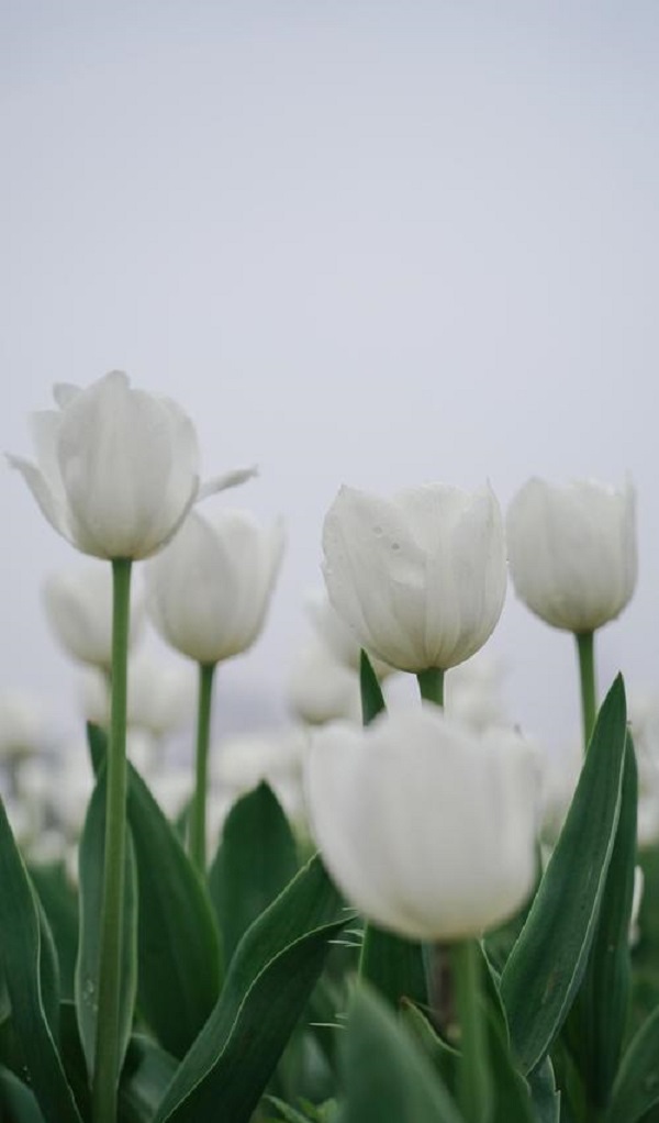 hoa-tulip-trang-1