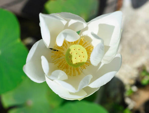 Lotus against water growing in Vietnam