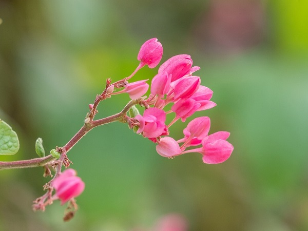 hinh-anh-hoa-tigon-11