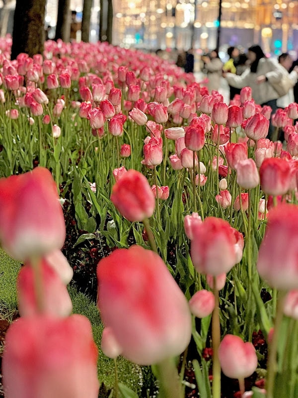 Hình nền hoa tulip đẹp