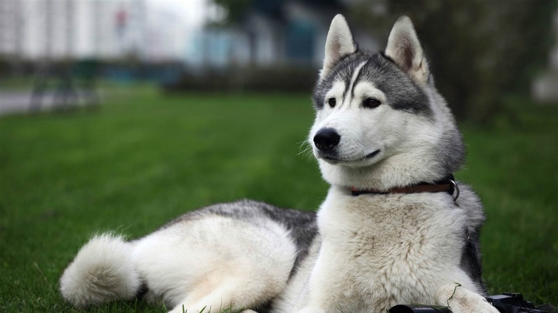 Ảnh chó Husky, Chó Husky ngáo cute, Hình nền chó Husky