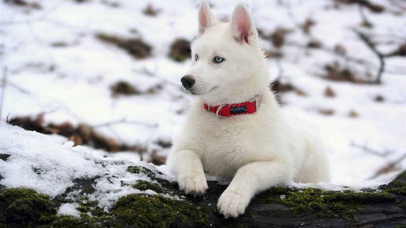 Ảnh chó Husky, Chó Husky ngáo cute, Hình nền chó Husky