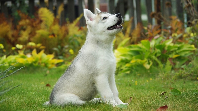 Ảnh chó Husky, Chó Husky ngáo cute, Hình nền chó Husky