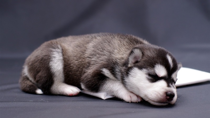 Ảnh chó Husky, Chó Husky ngáo cute, Hình nền chó Husky