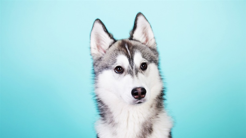 Ảnh chó Husky, Chó Husky ngáo cute, Hình nền chó Husky