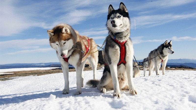 Ảnh chó Husky, Chó Husky ngáo cute, Hình nền chó Husky