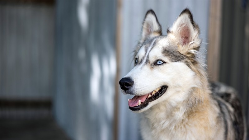 Ảnh chó Husky, Chó Husky ngáo cute, Hình nền chó Husky