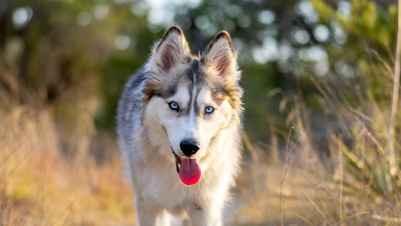 Ảnh chó Husky, Chó Husky ngáo cute, Hình nền chó Husky