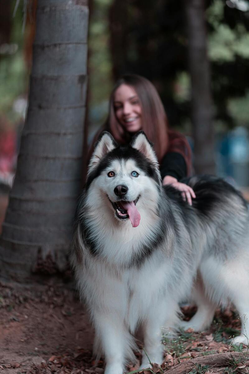 Ảnh chó Husky, Chó Husky ngáo cute, Hình nền chó Husky