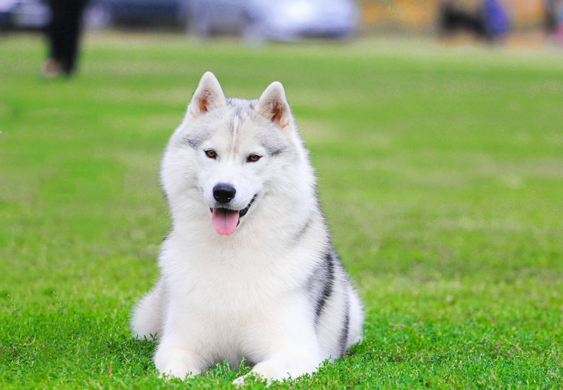 Ảnh chó Husky, Chó Husky ngáo cute, Hình nền chó Husky