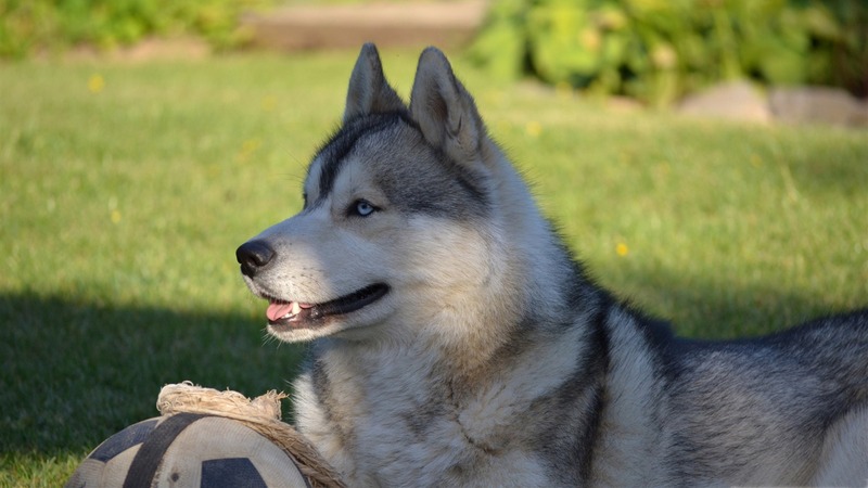 Ảnh chó Husky, Chó Husky ngáo cute, Hình nền chó Husky