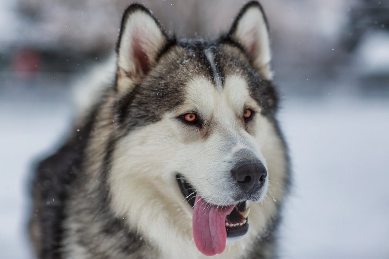 Ảnh chó Husky, Chó Husky ngáo cute, Hình nền chó Husky