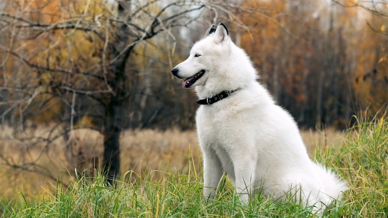 Ảnh chó Husky, Chó Husky ngáo cute, Hình nền chó Husky