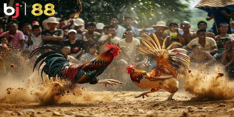 Các hình thức đá gà trực tiếp tại bj88