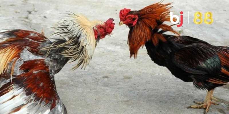 Mẹo chơi đá gà bj88 để tăng tỷ lệ thắng