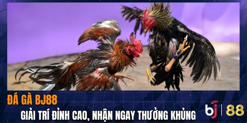 Ưu điểm khi tham gia đá gà bj88